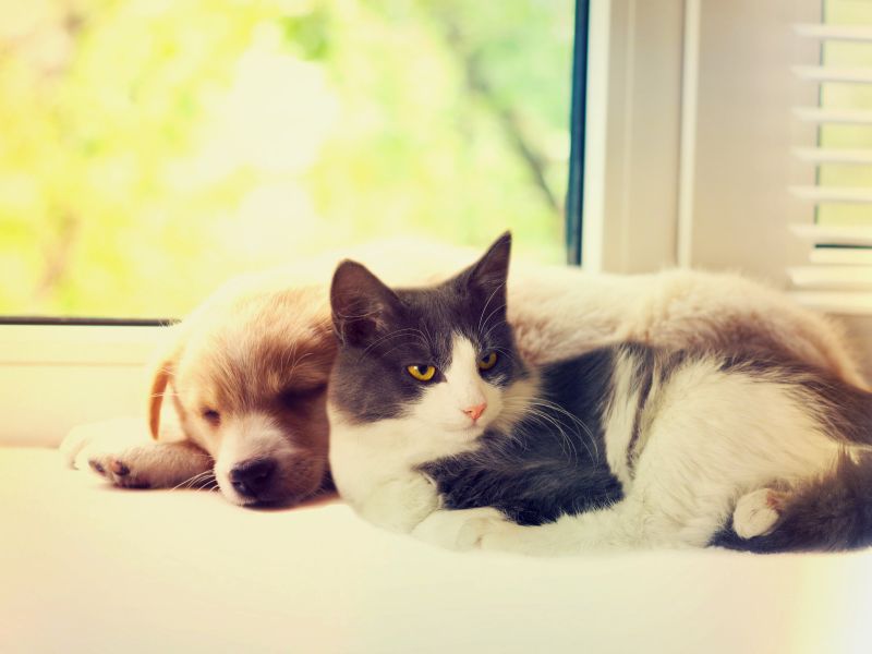 Pes a kočka v domácnosti s miminkem