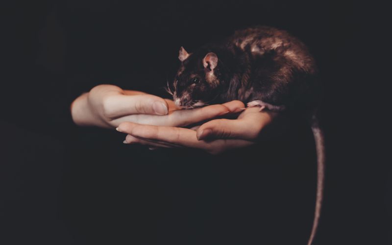 Inteligentní krysy