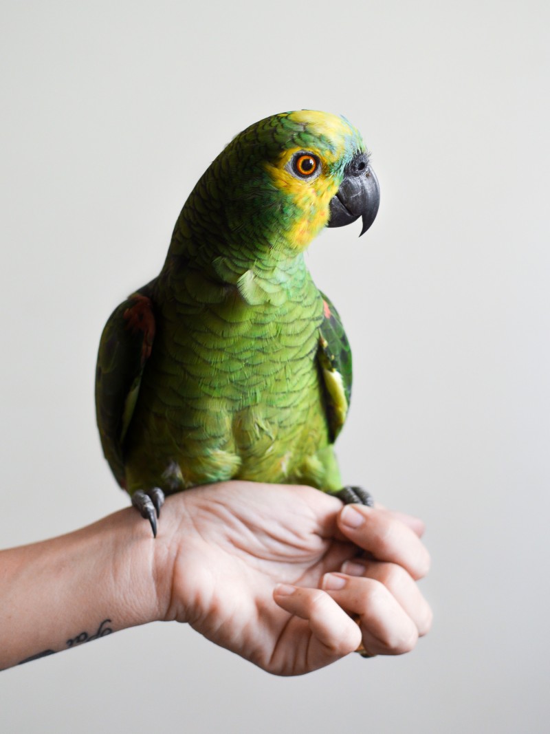 Amazonský papoušek